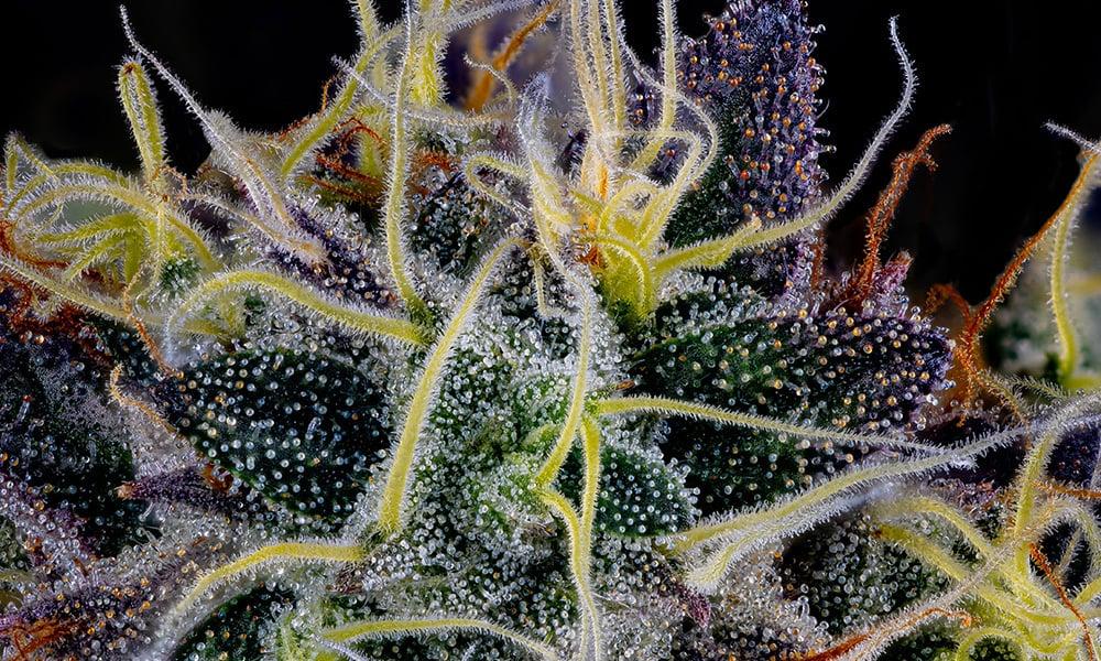 special 3322220 photo