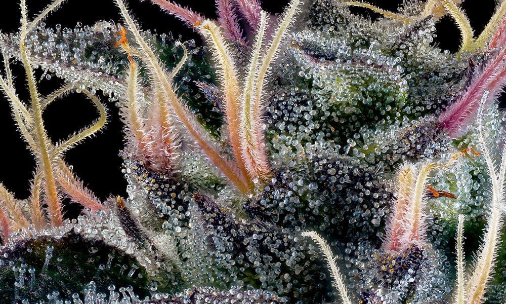 special 3254078 photo